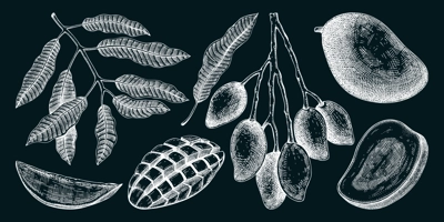 Hand drawn mango sketches set on chalkboard. Tropical fruit vector illustration. Exotic plant with fruit, leaves in engraved style. Botanical drawing for label, juice packaging, menu